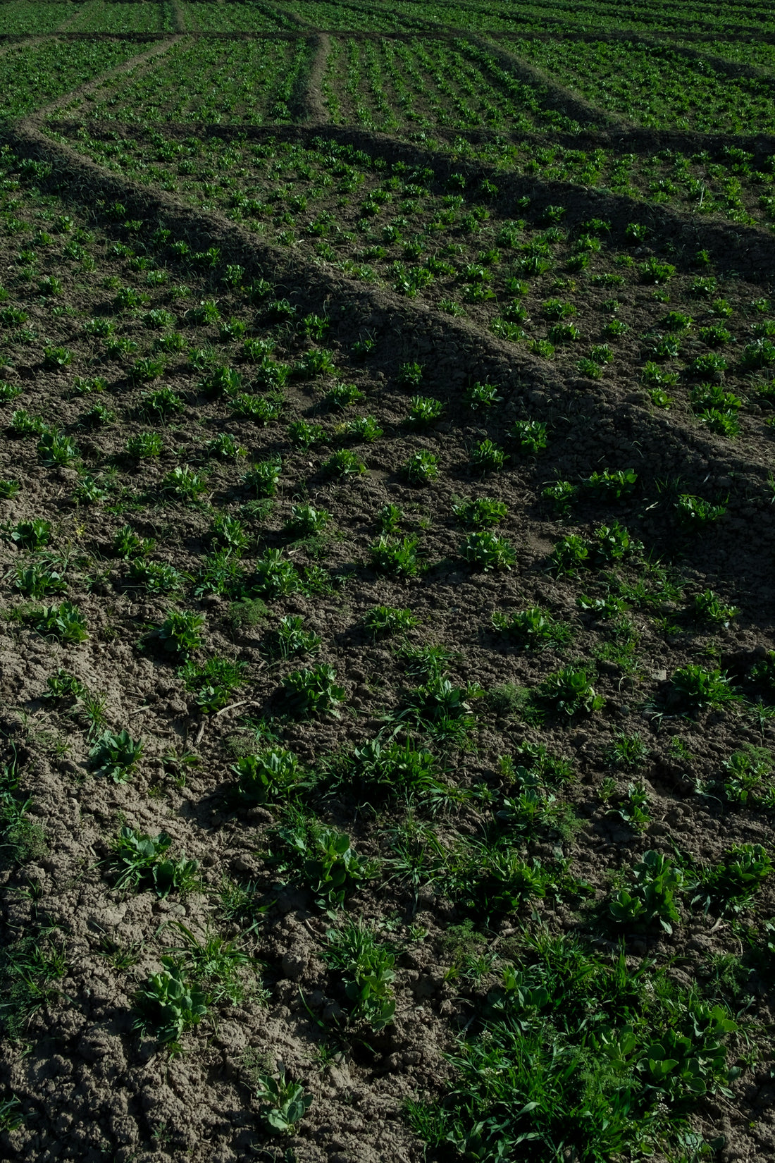 a large field of crops with a tractor in the middle of it