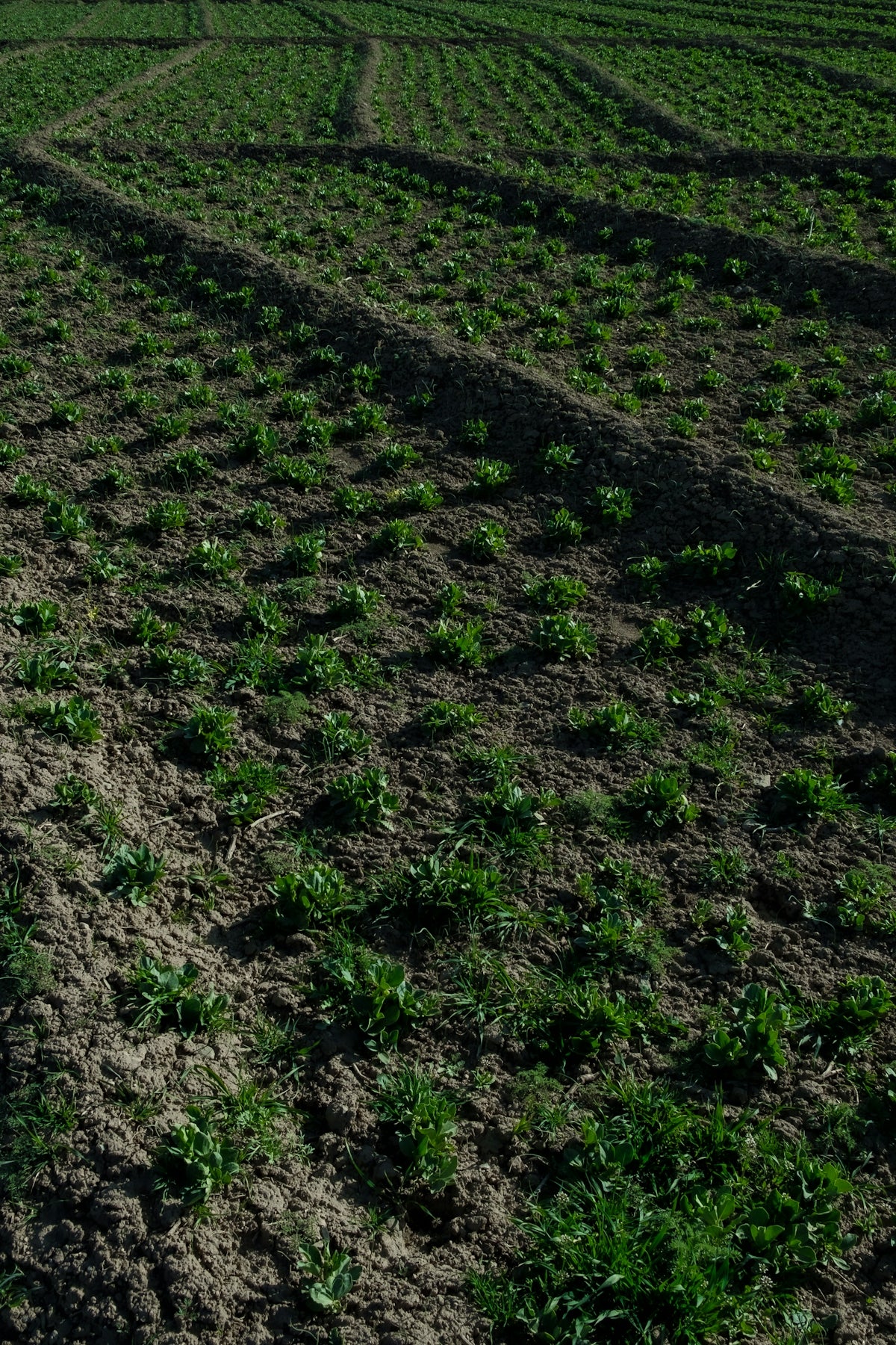 a large field of crops with a tractor in the middle of it