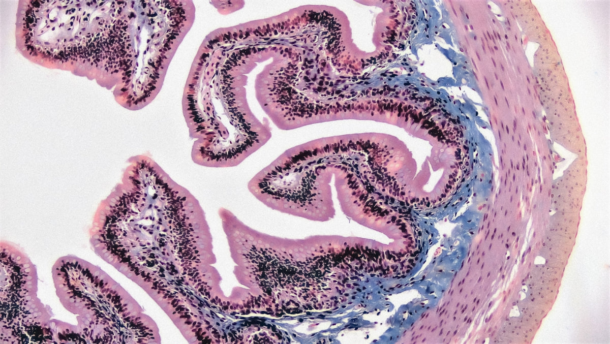 Microscopic view of villi in the digestive tract.