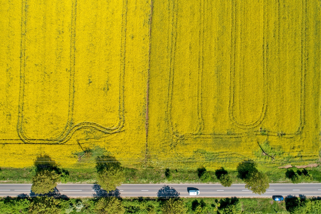 Aerial view of a bright yellow field with a road.