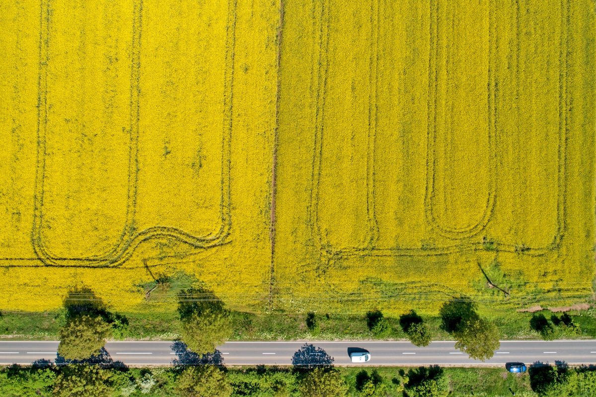 Aerial view of a bright yellow field with a road.