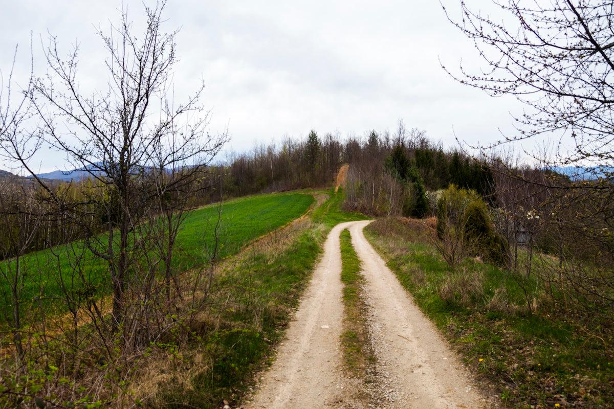 A dirt road winds through a green landscape.