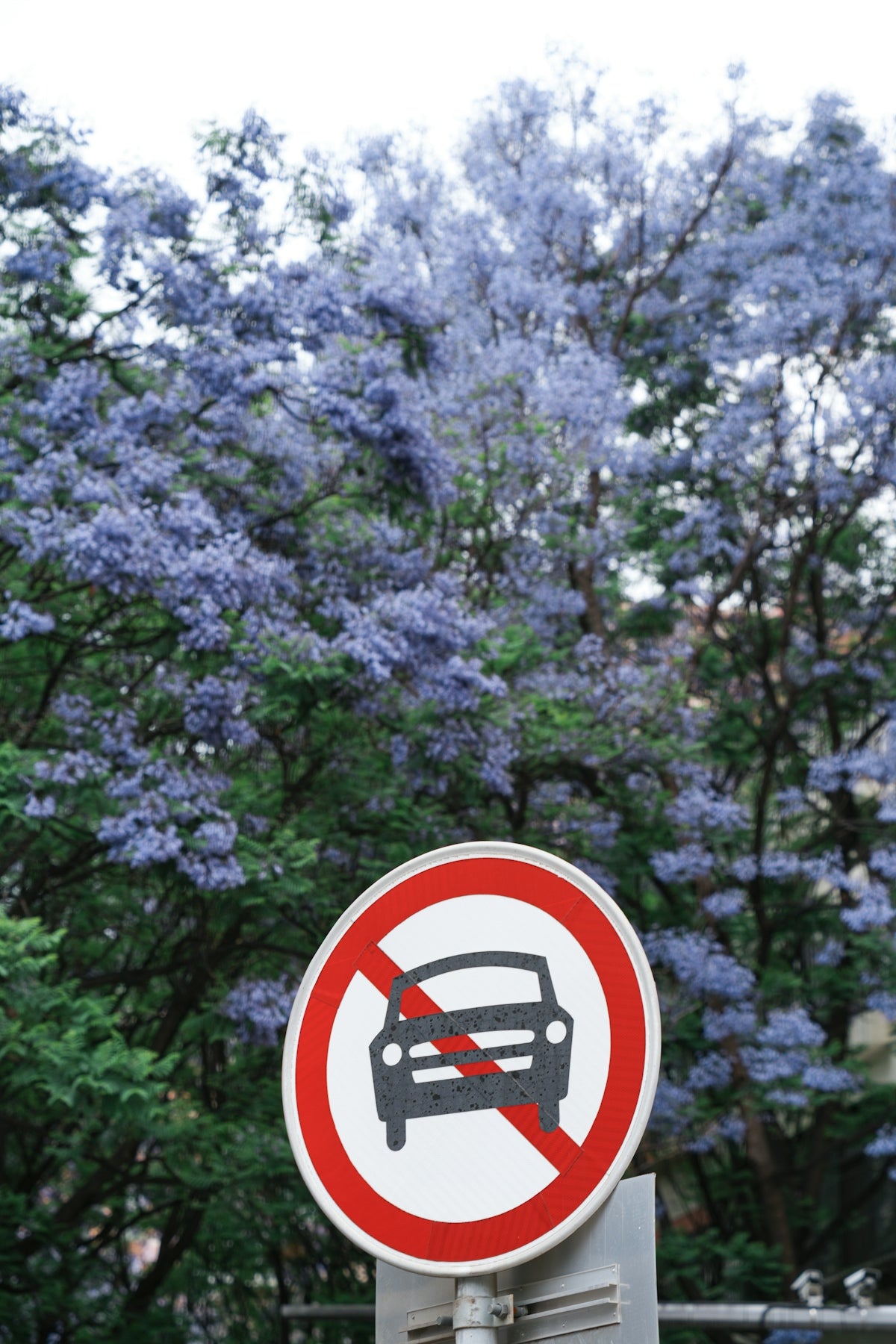 No cars allowed sign with blooming jacaranda tree